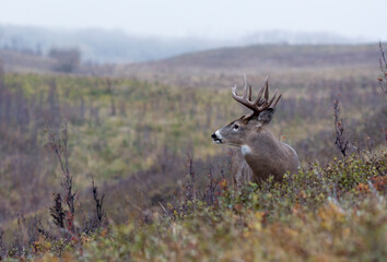 White-tailed Deer in City Park