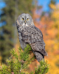 Great Grey Owl on a Tree