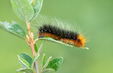 Fototapeta premium Tiger Moth on a Leaf
