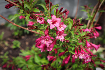 Fototapeta premium Pink summer flowers blooming on a Weigela shrub