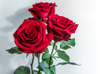 floral background of three red roses against white wall close up, shallow depth of field