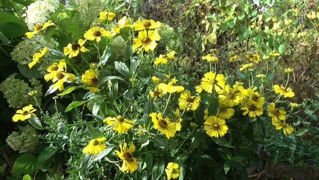 Sneezeweed (Helenium) Sombrero,Yellow sunlit chamomile flowers blooming on summer flowerbed in green sunny garden,
