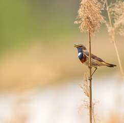 Podróżniczek na swoim terytorium lęgowym .