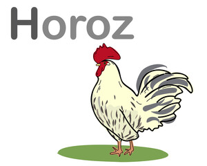 Turkish alphabet with a picture of a rooster. Translation from Turkish: rooster. Vector hand drawn illustration