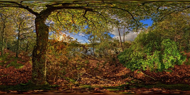 Gouesnach, Pors Meillou, Odet, sun, heaven and earth, roots, trunks, branches, trees, leaves  7410