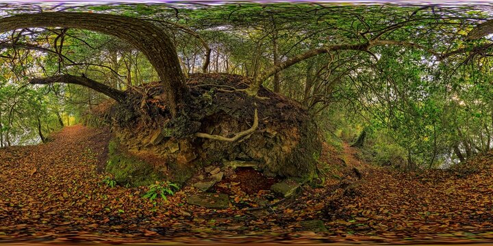 Gouesnach, Pors Meillou, Odet, water spring, stone bench, foot bath, roots, trunks, branches, trees, leaves  7447