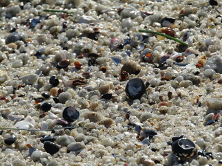 seaside shells