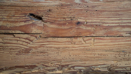 Alter wurmstichiger Holzbalken