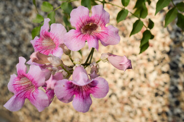 Naklejka na ściany i meble Light pink shaded Tecoma flower bunch, Podranea Ricasoliana pink flowers, Pandora trumpet vine