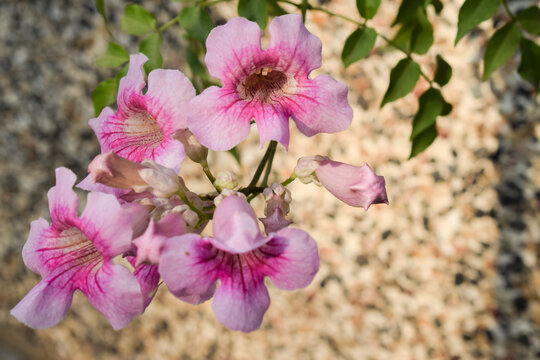 Light pink shaded Tecoma flower bunch, Podranea Ricasoliana pink flowers, Pandora trumpet vine