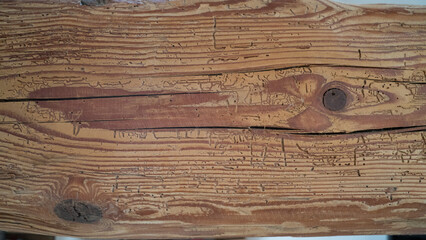 Alter wurmstichiger Holzbalken