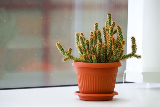 Aporocactus cactus in pot on the window of an office building. Cactus cultivation at home