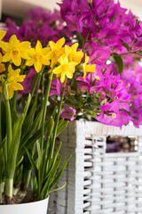Closeup view of some delicate bell-shaped yellow daffodils potted next to a bouquet of pink bougainvilleas.