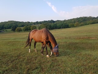 Horse eating a lot part of day © Greg