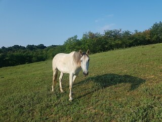 The horse watching you © Greg