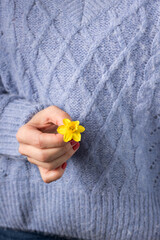White woman dressed in wool sweater holding a single delicate yellow daffodil flower with her well cared hands.