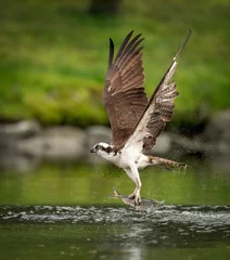 Poster An osprey fishing in Maine  © Harry Collins
