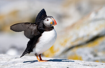 Obraz premium Atlantic puffin off the coast of Maine 
