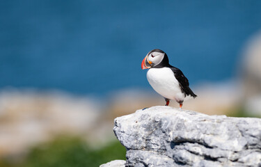 Fototapeta premium Atlantic puffin off the coast of Maine 