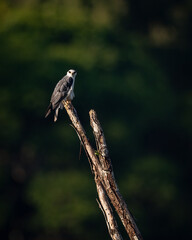 White-tailed Kite in Costa Rica 