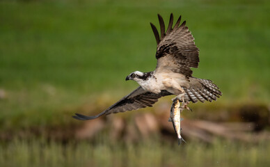 Obraz premium An osprey fishing in Maine 