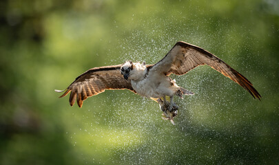 An osprey fishing in Maine 