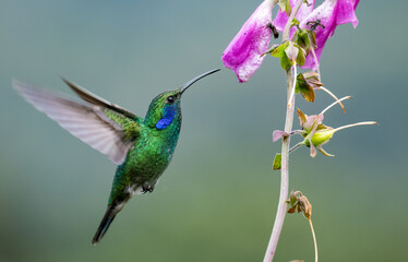 A hummingbird in Costa Rica 