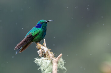 A hummingbird in Costa Rica 