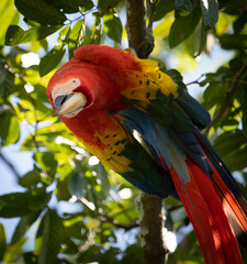 Scarlet Macaw in Costa Rica  © Harry Collins