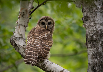 A barred owl in Maine 