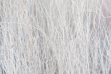 white dry small wooden stalk as content background 