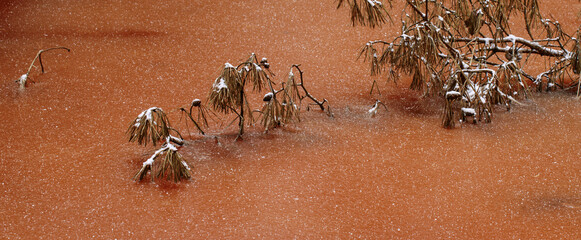 Frozen swamp in winter with plants, fallen trees and autumn leaves in frozen water in wetland environment. Close up of frozen swamp surface in winter time. Unusual orange surface from autumn leaves. 