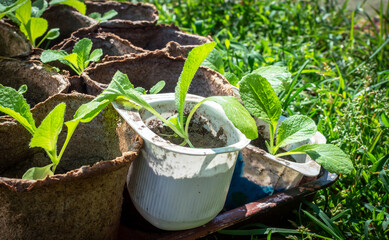 On the green lawn of the backyard, there are peat cups with young seedlings of vegetable plants....