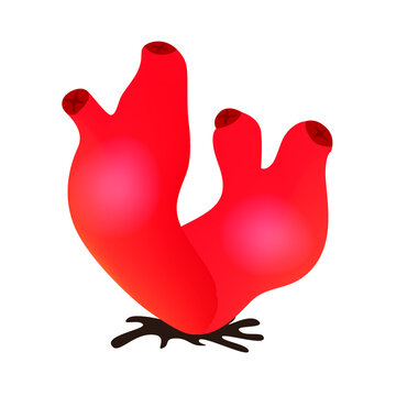 Halocynthia purpurea (Halocynthia aurantium) solitary ascidia marine animal