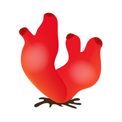 Halocynthia purpurea (Halocynthia aurantium) solitary ascidia marine animal