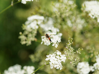 Guêpe parasitoïde ou ichneumon (Erigorgus melanobatus)