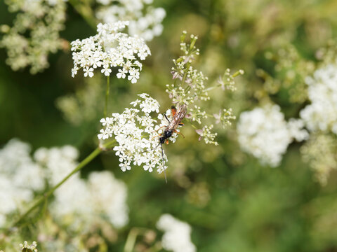 Gu&ecirc;pe parasito&iuml;de ou ichneumon (Erigorgus melanobatus)