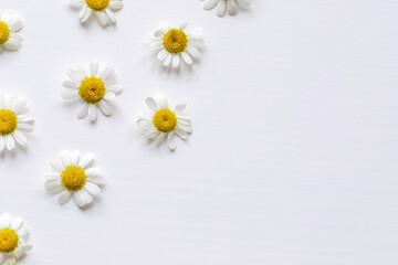 Fototapeta premium Chamomile flowers frame on the white background. Copy space