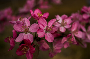flores y plantas , rosas para enamorados,   naturaleza florecida  © fransuarez