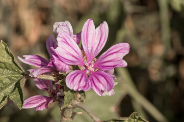flores y plantas , rosas para enamorados,   naturaleza florecida 
