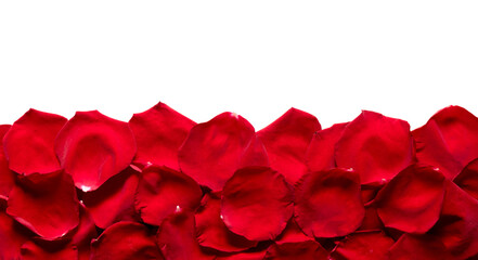 Border of red petals of roses flowers on white background