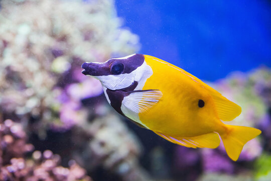 Beautiful colorful fish close-up. Underwater photo