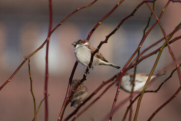 Januar 22