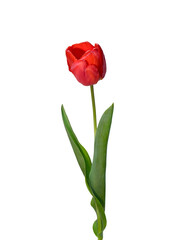 Red tulip flower isolated on white background - 485413006