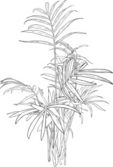 black and white drawing of home plant chamaedorea, howea, bamboo palm Arecaceae