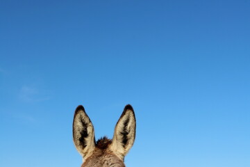 Donkey ears against the blue sky. upright pointy ears