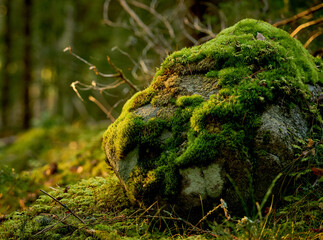 rock in forest