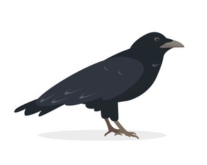 Raven bird isolated on white background. Black raven icon. Vector illustration for Nature and wildlife, birdwatching and ornithology design.