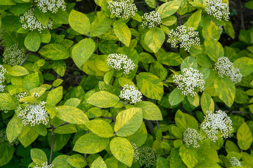 Viburnum lantana - Variegatum