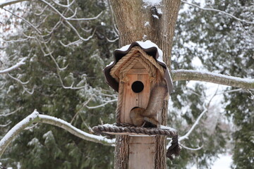A squirrel climbs into a birdhouse with food in the winter forest. Rear view.